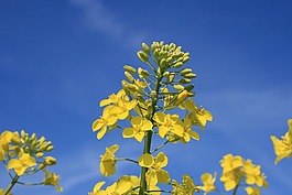 油菜,開花,黃色