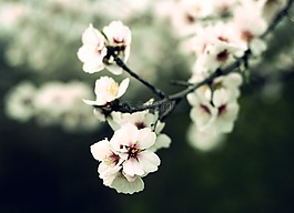 冷,花,開花