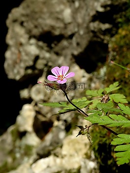 花,春,性質(zhì)
