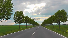 大道,路,樹木
