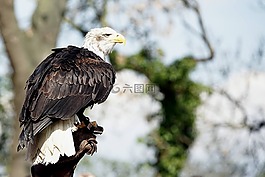 阿德勒,白頭海雕,鷙鳥