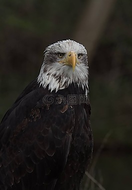 阿德勒,猛禽,鷙鳥