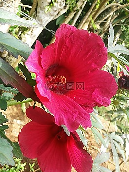 鮮花,自然,景觀