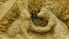 野兔,和,福克斯