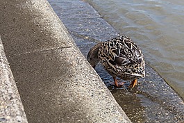 鴨,女性,鳥