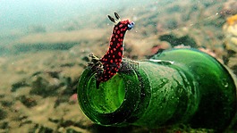 裸鰓亞目,nembrotha,跳水