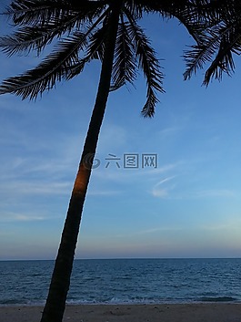 椰子樹,海灘,樹