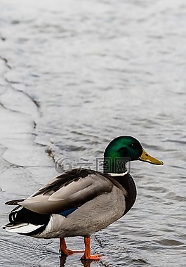 鴨,藍(lán)綠色,水鳥