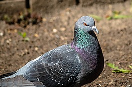 鳥,鴿子