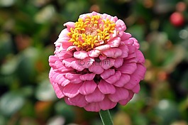 花,百日草,粉紅色