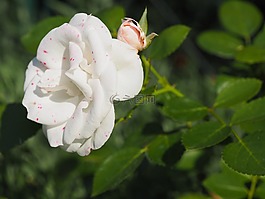 玫瑰,開花,浪漫