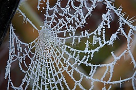 冷冰冰,web,蜘蛛網(wǎng)