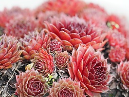 仙人掌,開花,廠