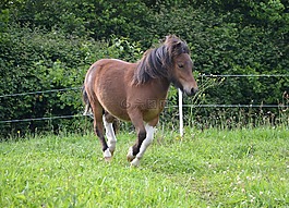 設(shè)得蘭小馬,運(yùn)行,小馬