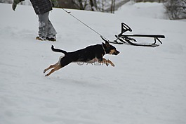 冬天,狗,小獵犬