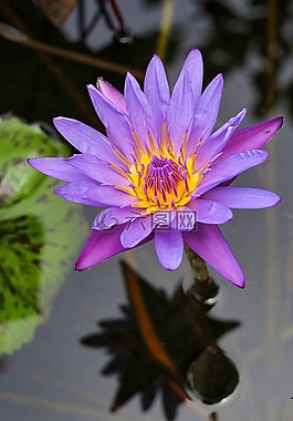 睡蓮,水生植物,花