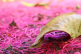 粉色,大自然,花