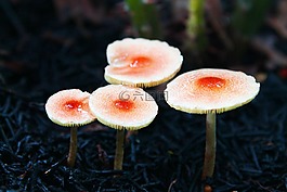 蘑菇,牛肝菌,雨