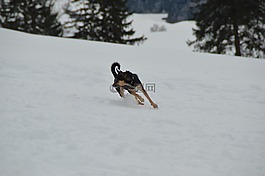 冬天,雪,狗