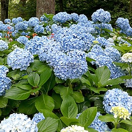 自然,花,花園