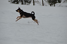 冬天,狗,小獵犬