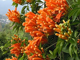 炮仗花,花海,黃金珊瑚