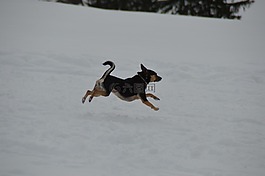冬天,狗,小獵犬
