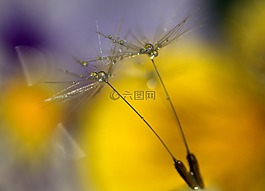 蒲公英,滴,濕
