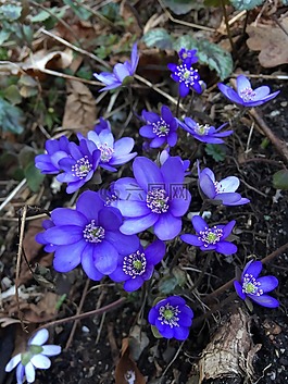鮮花,春天,性質(zhì)