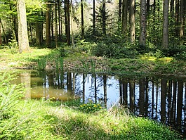 森林,池塘,樹(shù)木
