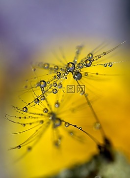蒲公英,滴,濕