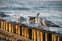 波羅的海,海,海灘