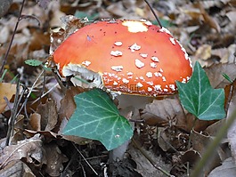 真菌,紅色,林林下
