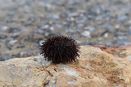 板栗,海洋,伊斯坦布爾