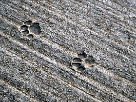 痕跡,貓,追蹤