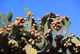 仙人掌,無花果,仙人球