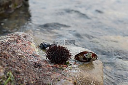 貽貝,海洋,板栗