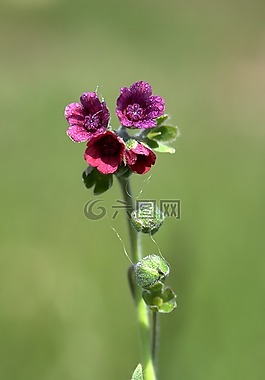 花卉,紫羅蘭色,鐘