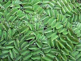 水生植物,植物,性質