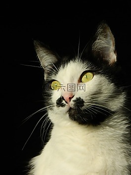 貓,寵物,眼睛