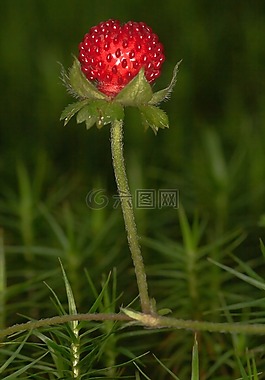 木草莓,草莓,漿果