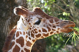 長頸鹿,動物園,動物