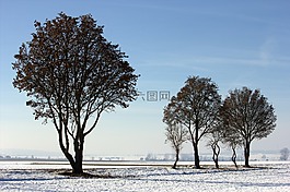 雪,樹,寒冬