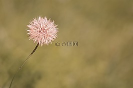 蒲公英,褪色的花,指出花