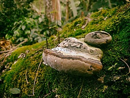真菌,樹,綠色