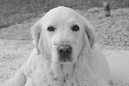 狗,婊子,金毛獵犬