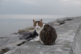猫,suadiye酒店,海滩