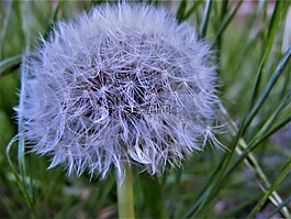 蒲公英,特寫,自然