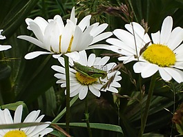 白,雛菊,鮮花
