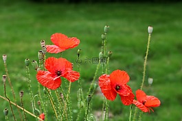 罌粟,罌粟花,klatschmohn